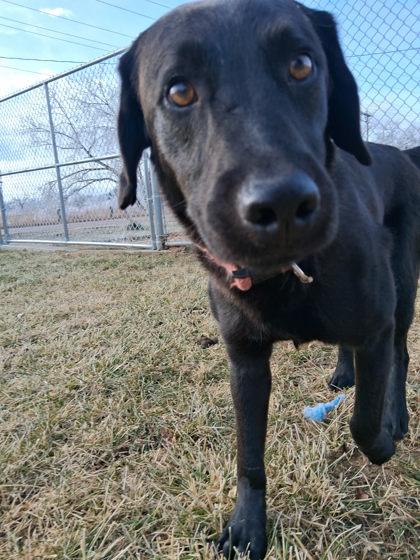 Finch, Adoptable, Adult Male Labrador Retriever & Mixed Breed.