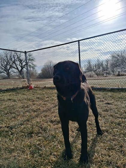 Enlarge Finch, a Adoptable mixed breed in Scottsbluff, NE image 2/3