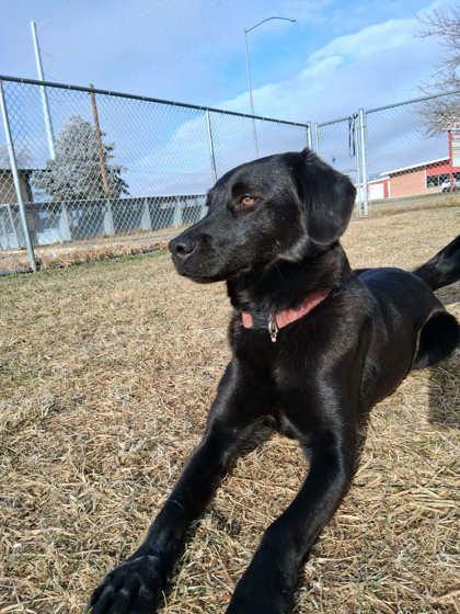 Enlarge Finch, a Adoptable mixed breed in Scottsbluff, NE image 3/3