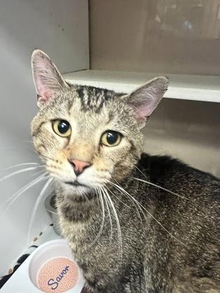 Beech, Adoptable, Adult Male Domestic Short Hair & Domestic Short Hair.