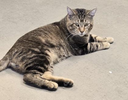 Enlarge Beech, a Adoptable Domestic Short Hair in South Bend, IN image 2/3