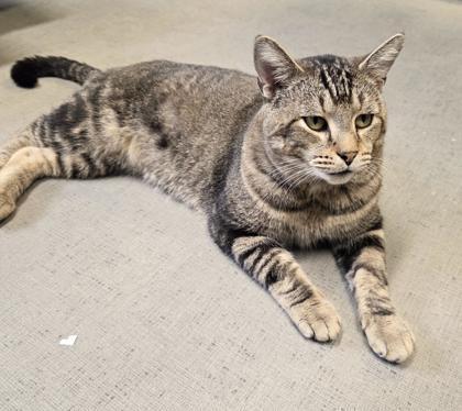 Enlarge Beech, a Adoptable Domestic Short Hair in South Bend, IN image 3/3