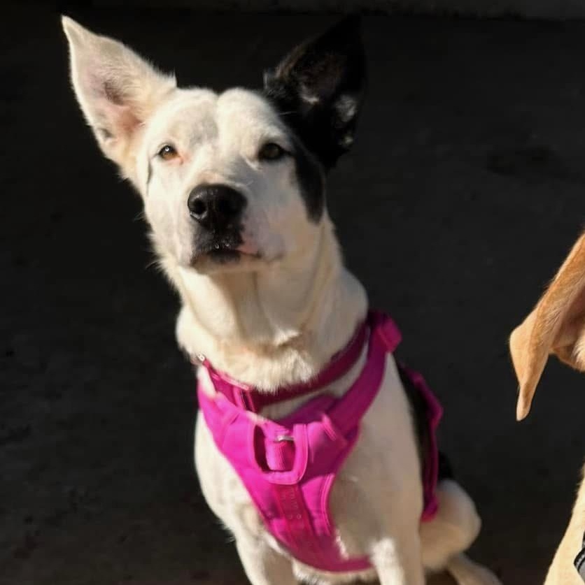 Ellie, Adoptable, Adult Female Border Collie.