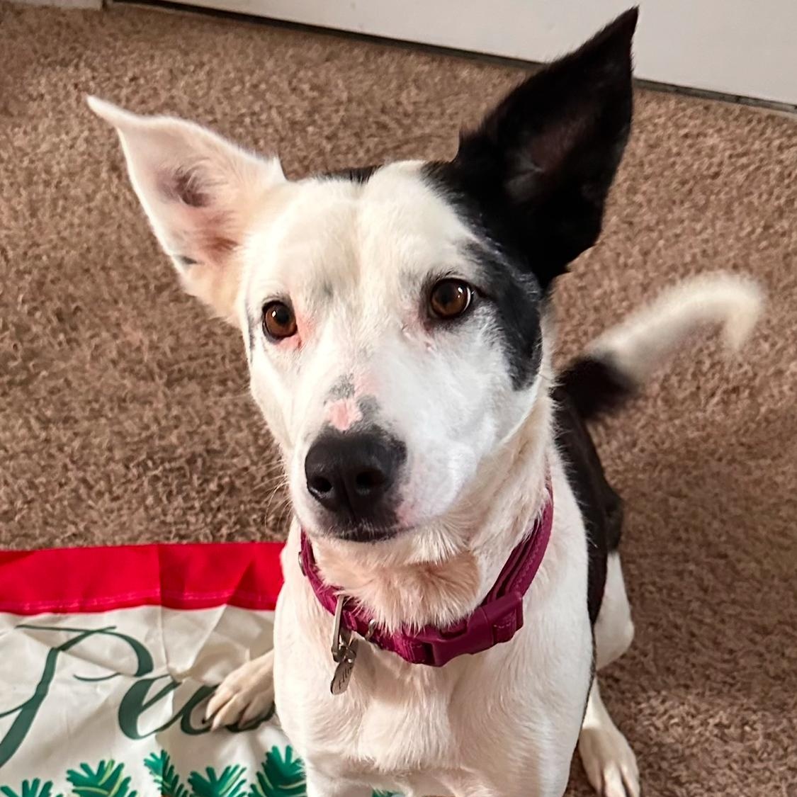 Ellie, a Adoptable mixed breed in Greenwood, IN image 1/4