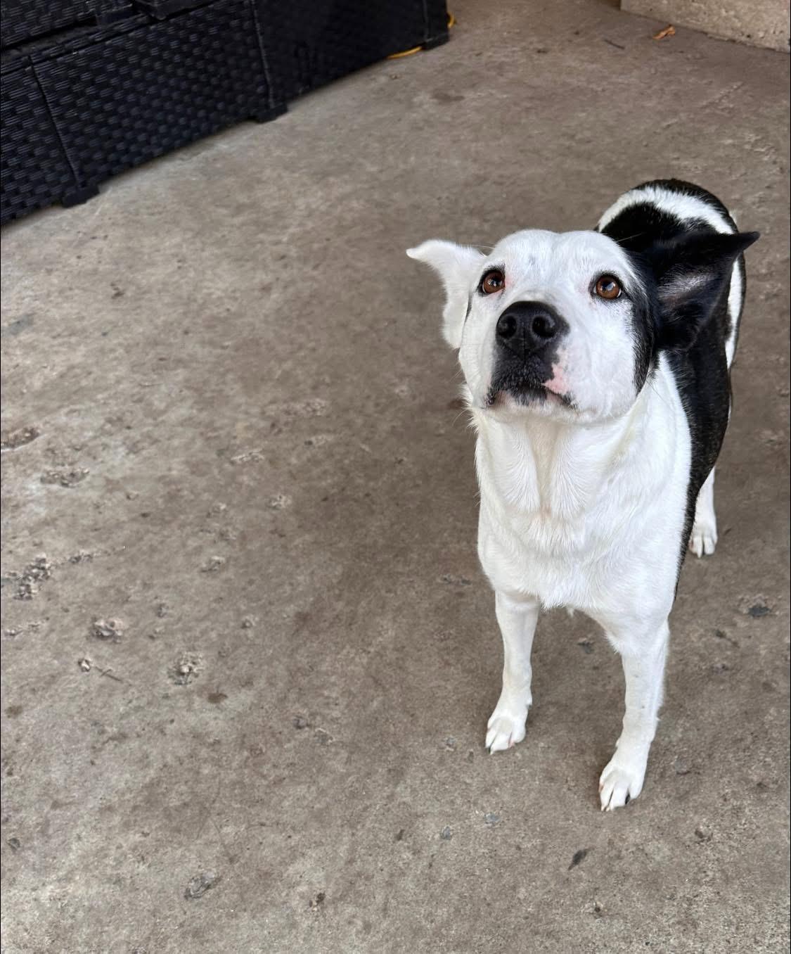 Ellie, a Adoptable mixed breed in Greenwood, IN image 4/4