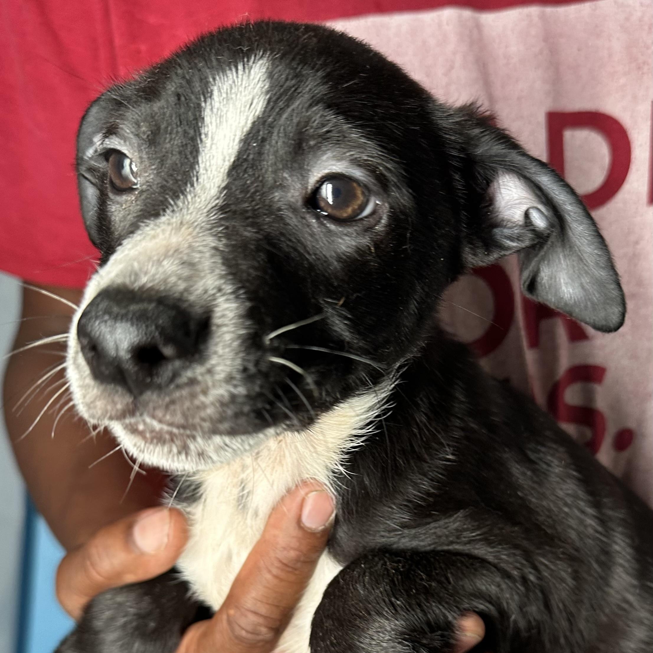 Enlarge Jimbo - Local April 10-12, an adoptable mixed breed in Johnston, RI image 2/6