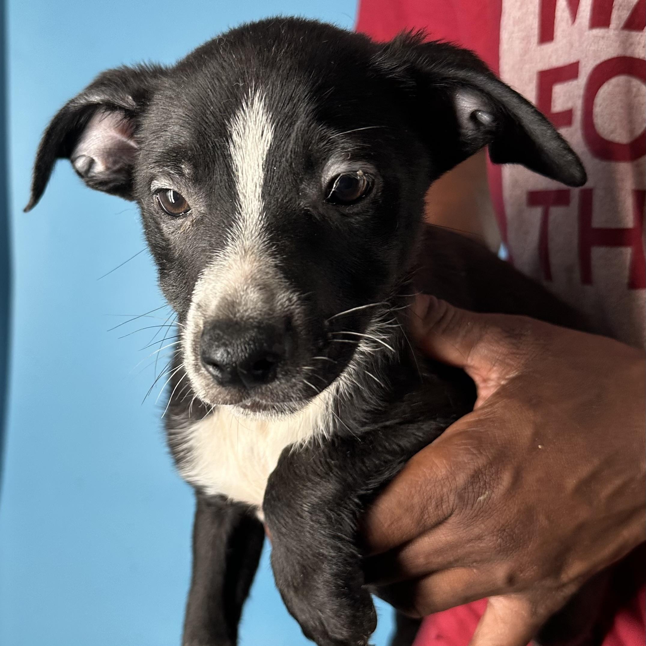 Enlarge Jimbo - Local April 10-12, an adoptable mixed breed in Johnston, RI image 3/6