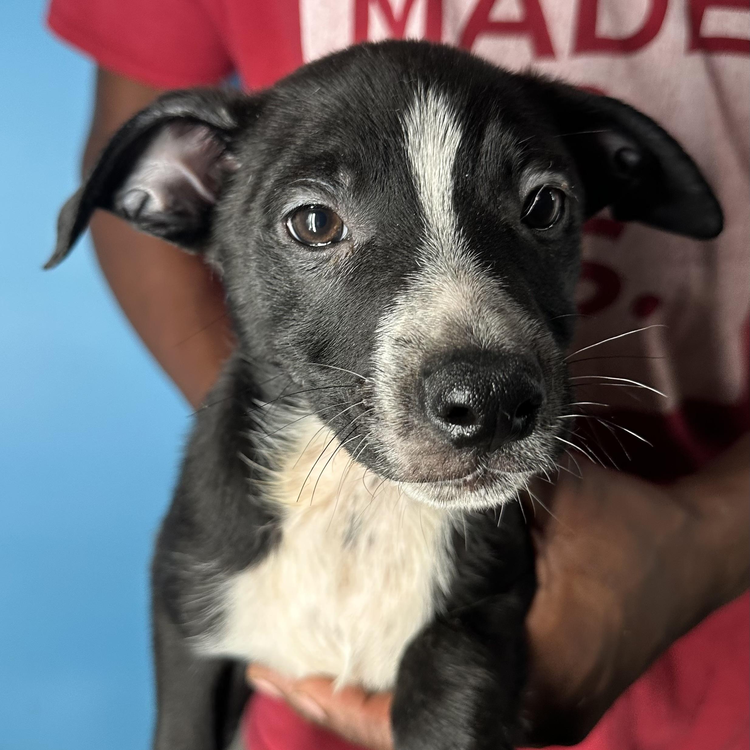 Enlarge Jimbo - Local April 10-12, an adoptable mixed breed in Johnston, RI image 1/6