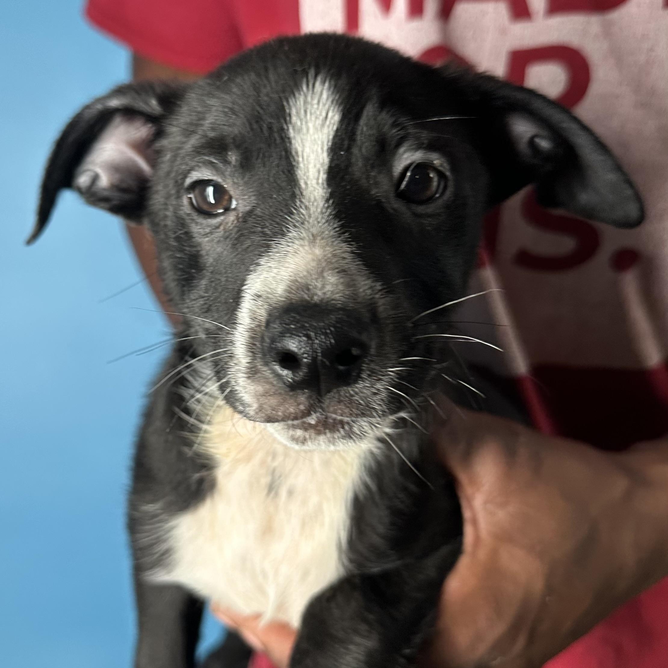 Enlarge Jimbo - Local April 10-12, an adoptable mixed breed in Johnston, RI image 4/6