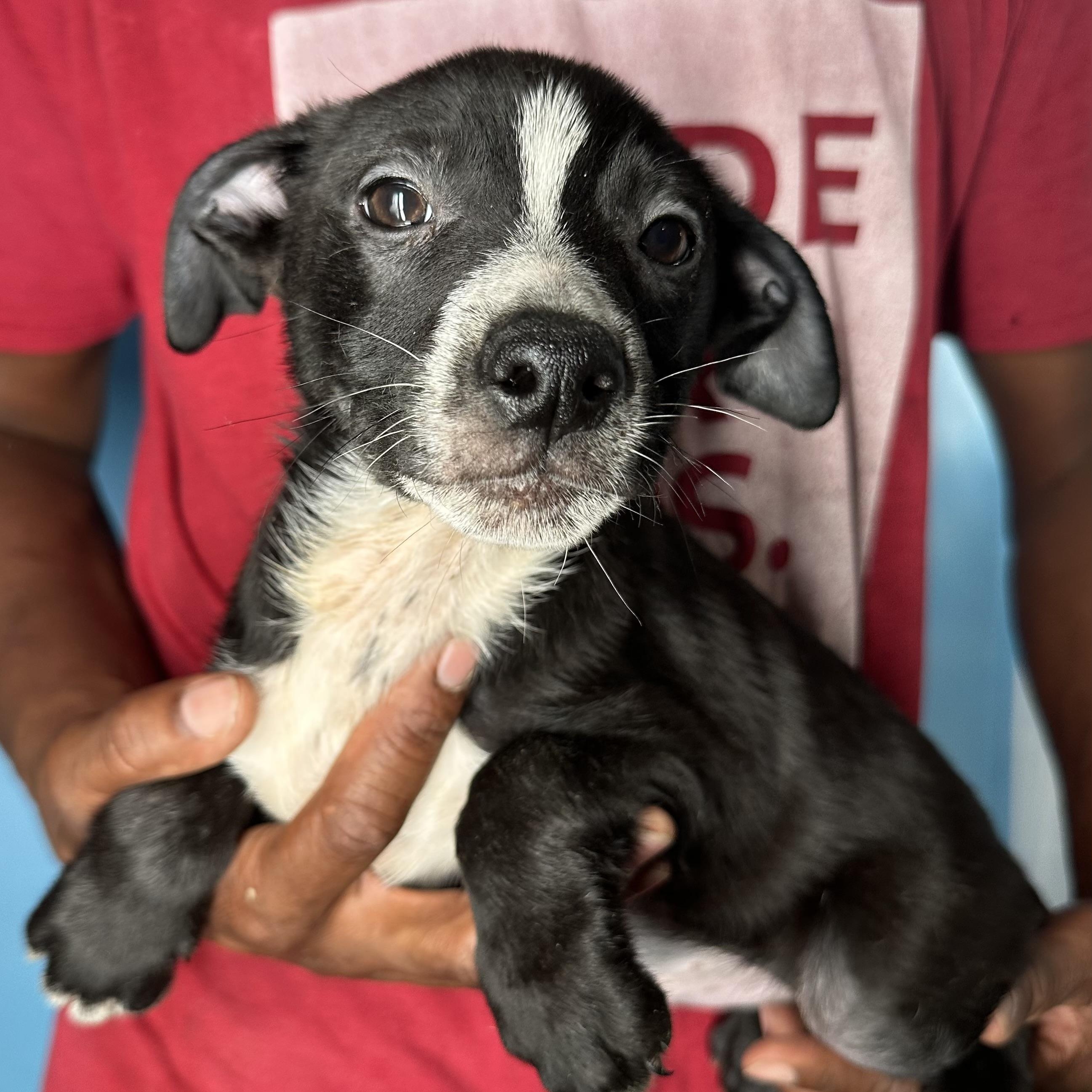 Enlarge Jimbo - Local April 10-12, an adoptable mixed breed in Johnston, RI image 5/6