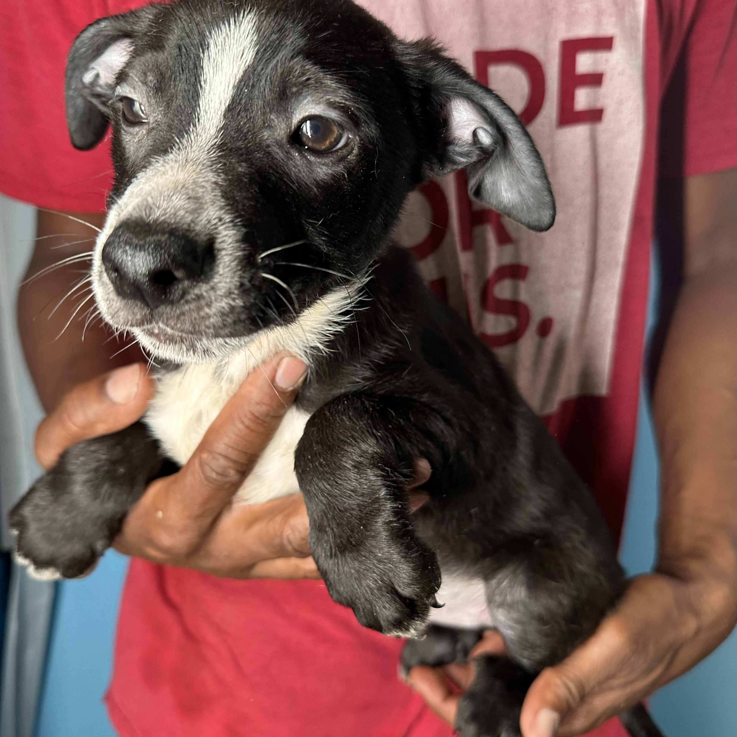 Enlarge Jimbo - Local April 10-12, an adoptable mixed breed in Johnston, RI image 6/6