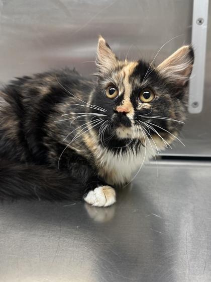 Tinky-winky, Adoptable, Young Female Domestic Short Hair & Domestic Short Hair.