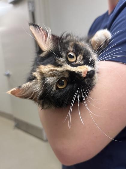 Enlarge Tinky-winky, a Adoptable mixed breed in King William, VA image 2/2