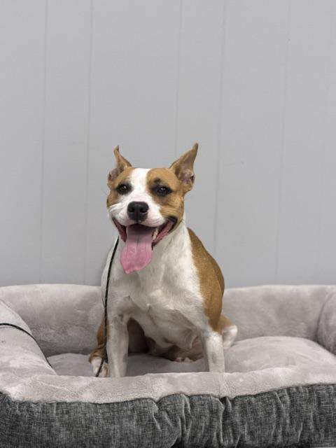 Sadie, Adopted, Adult Female Pit Bull Terrier.