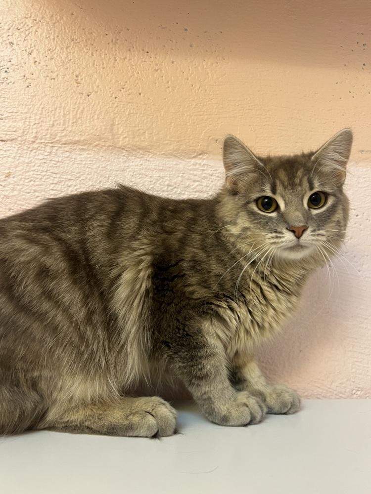 Clary, Adoptable, Young Female Domestic Long Hair.