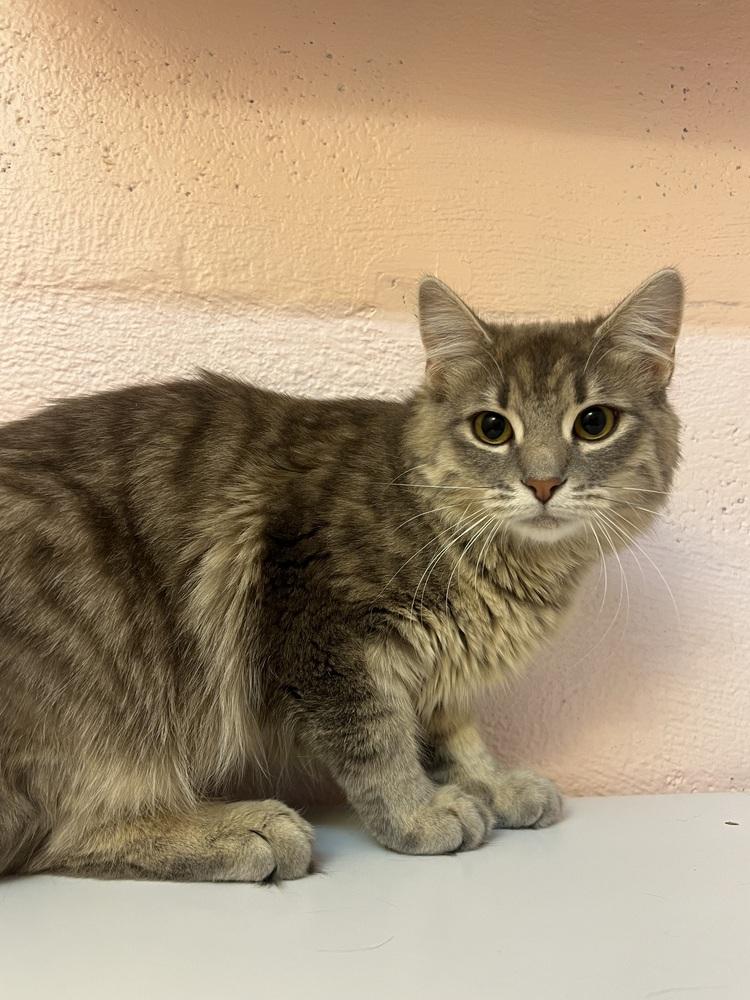 Clary, a Adoptable mixed breed in West Mifflin, PA image 2/2