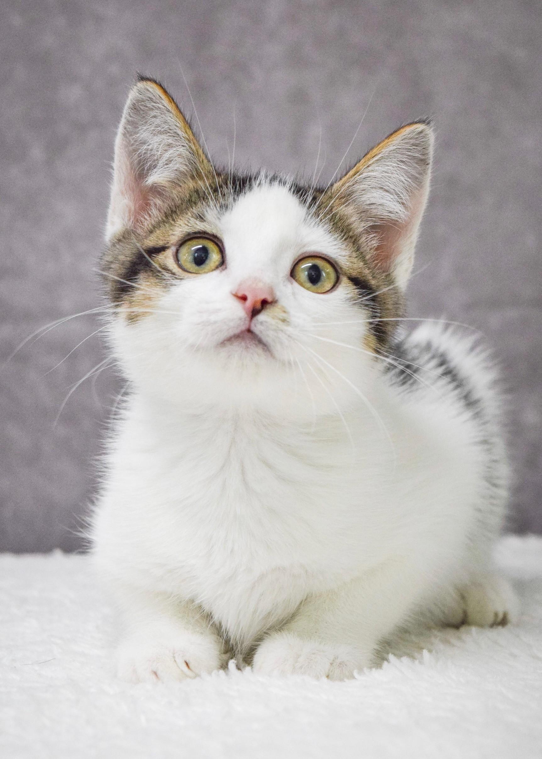 Cotton Candy, Baby Female Domestic Short Hair