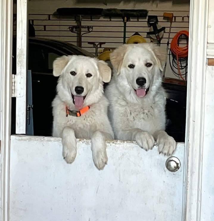 Dexter bonded with Lexi