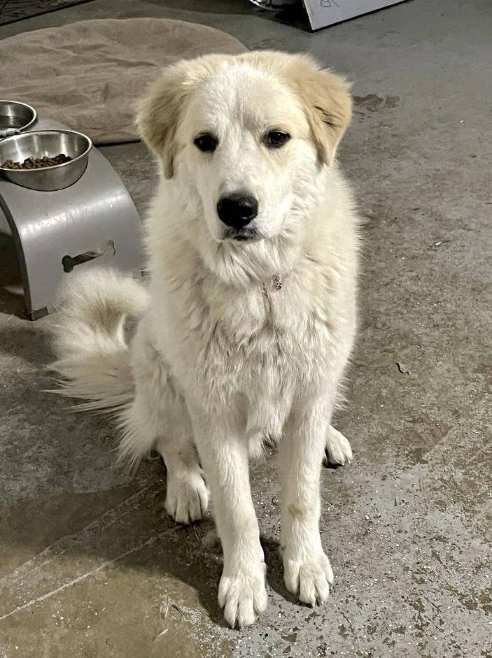 Dexter bonded with Lexi — thumbnail 2