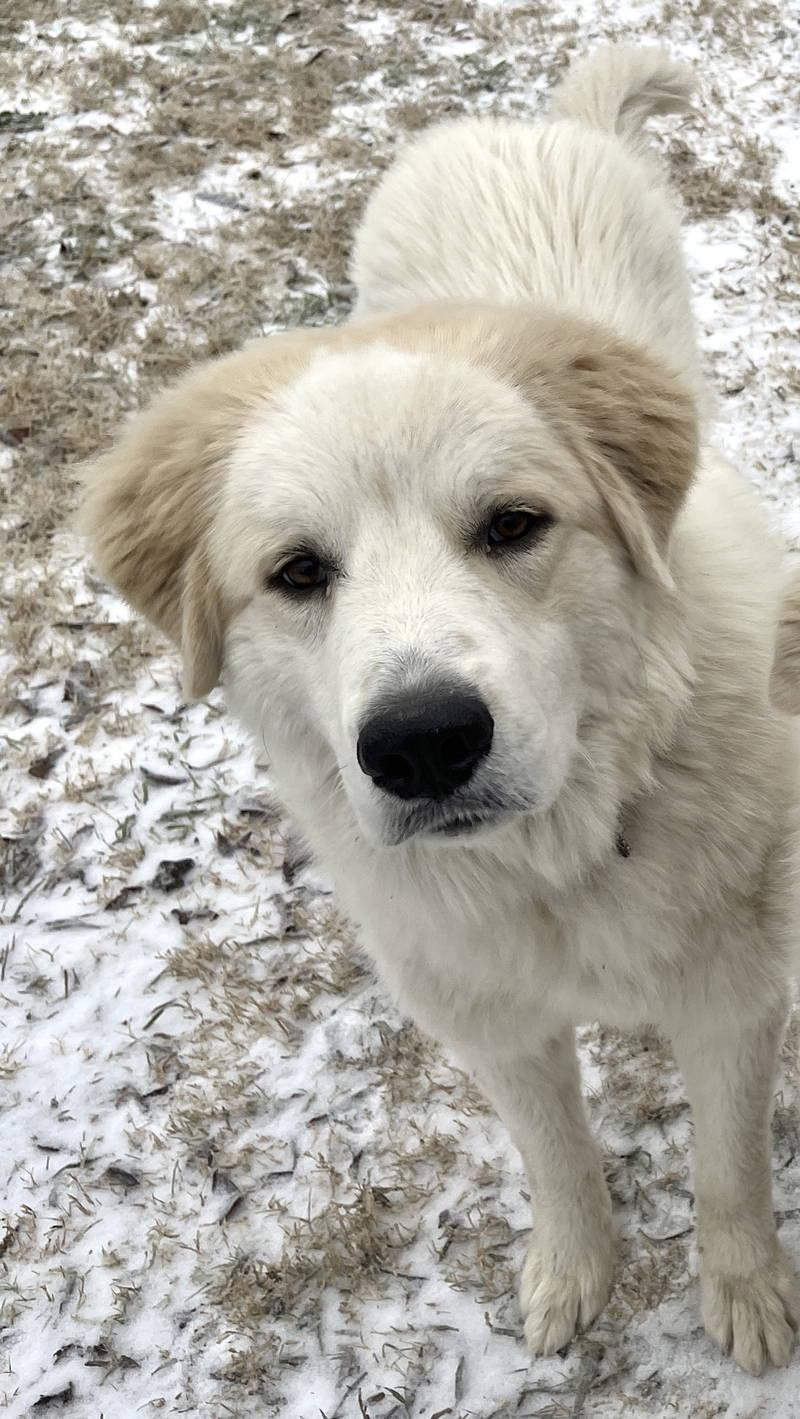 Dexter bonded with Lexi — thumbnail 5