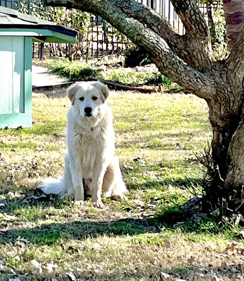 Dexter bonded with Lexi — thumbnail 6