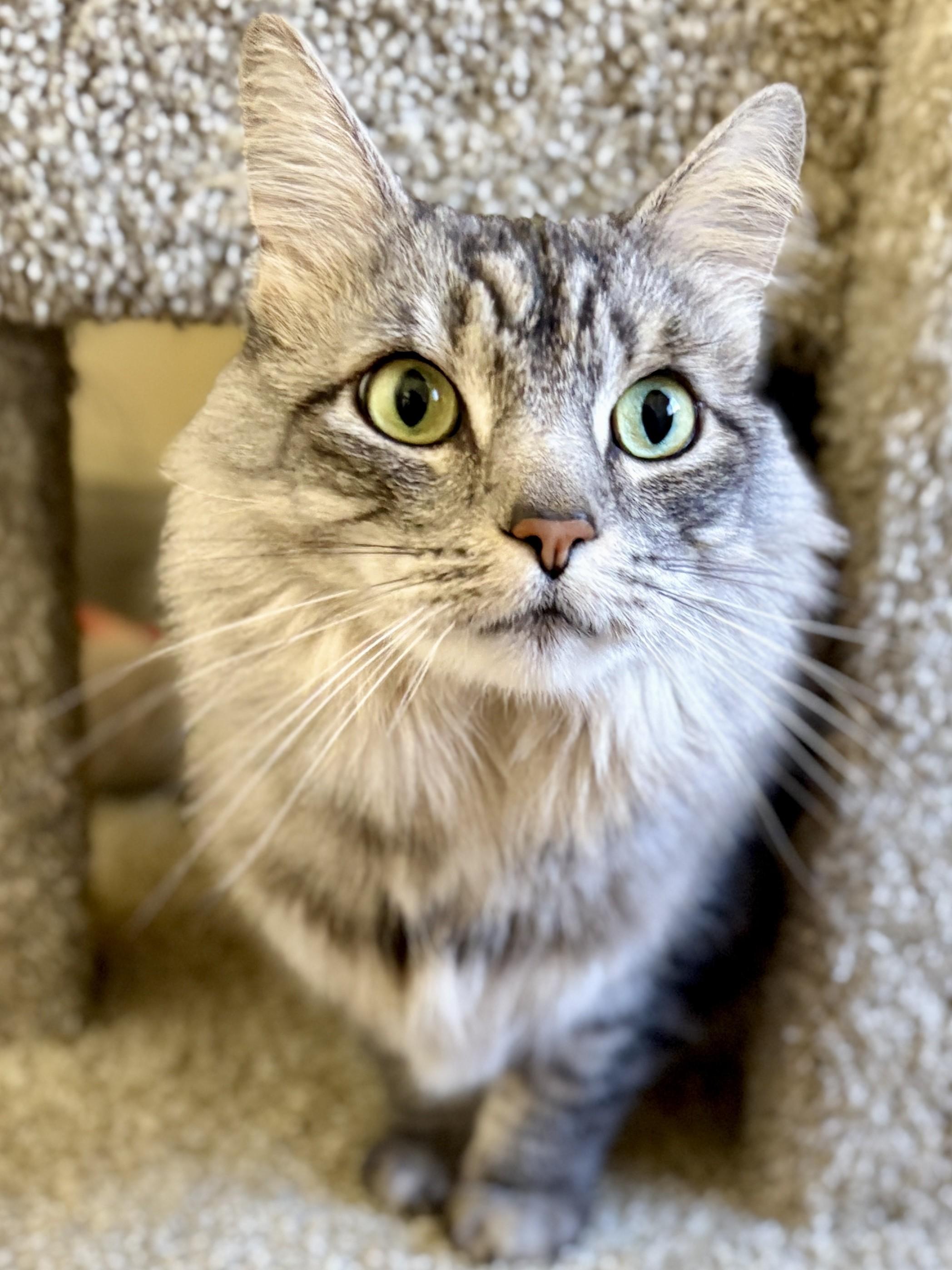 Enlarge MANNY & TIGA-Bonded Pair, a Adoptable Tabby in Prescott, AZ image 3/6