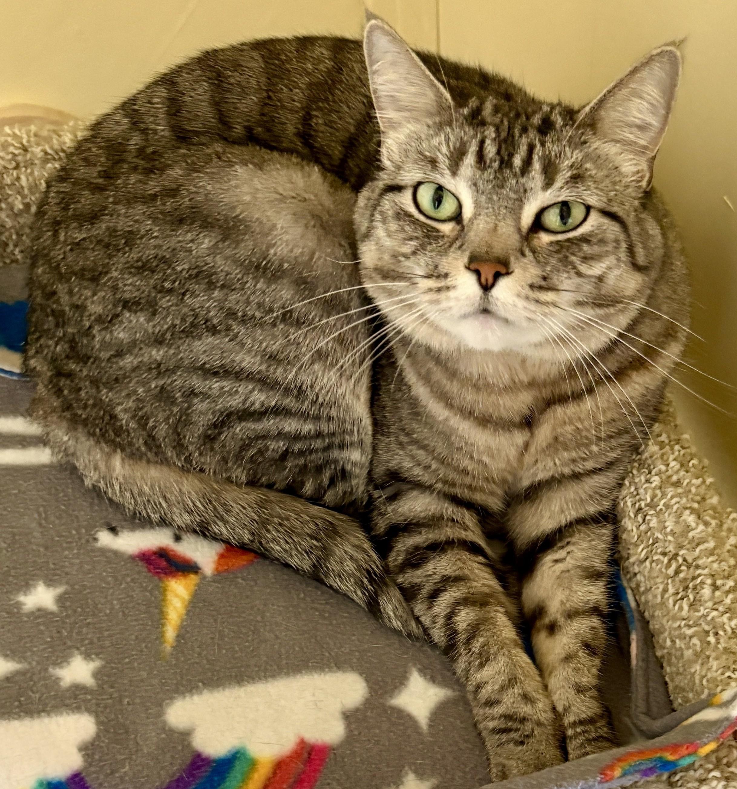 Enlarge MANNY & TIGA-Bonded Pair, a Adoptable Tabby in Prescott, AZ image 2/6