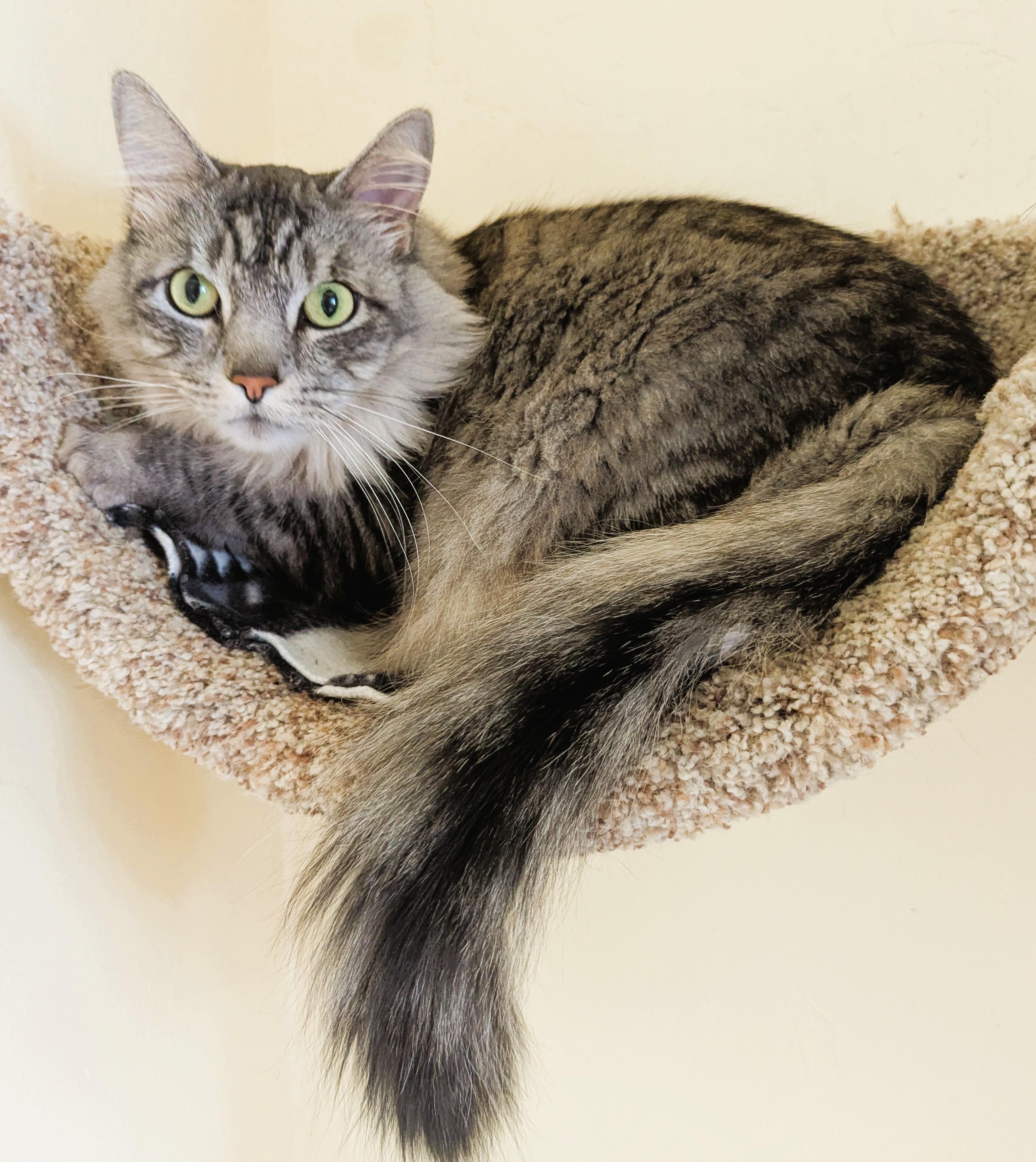 MANNY & TIGA-Bonded Pair, Adoptable, Adult Male Tabby.