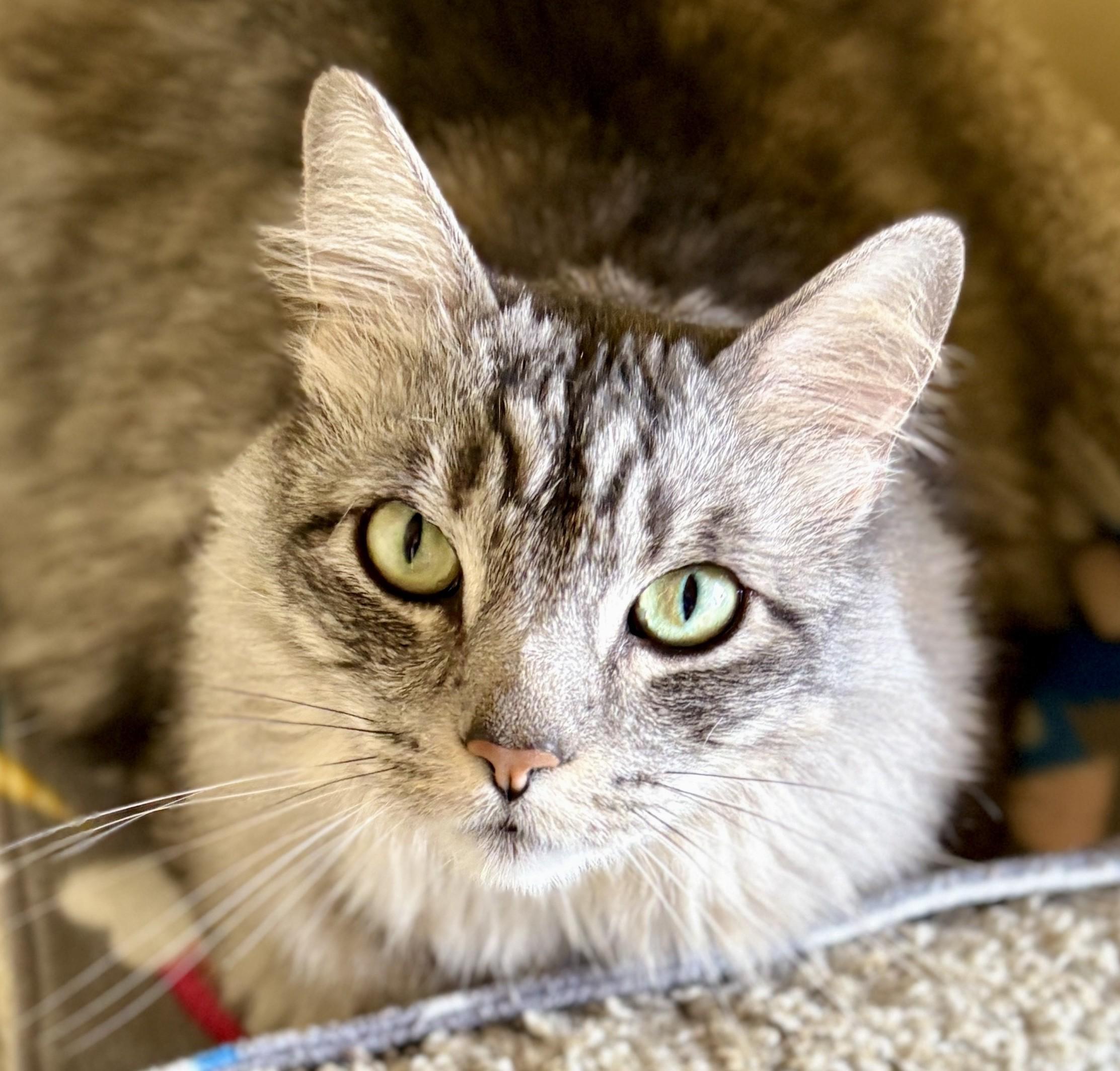 Enlarge MANNY & TIGA-Bonded Pair, a Adoptable Tabby in Prescott, AZ image 5/6