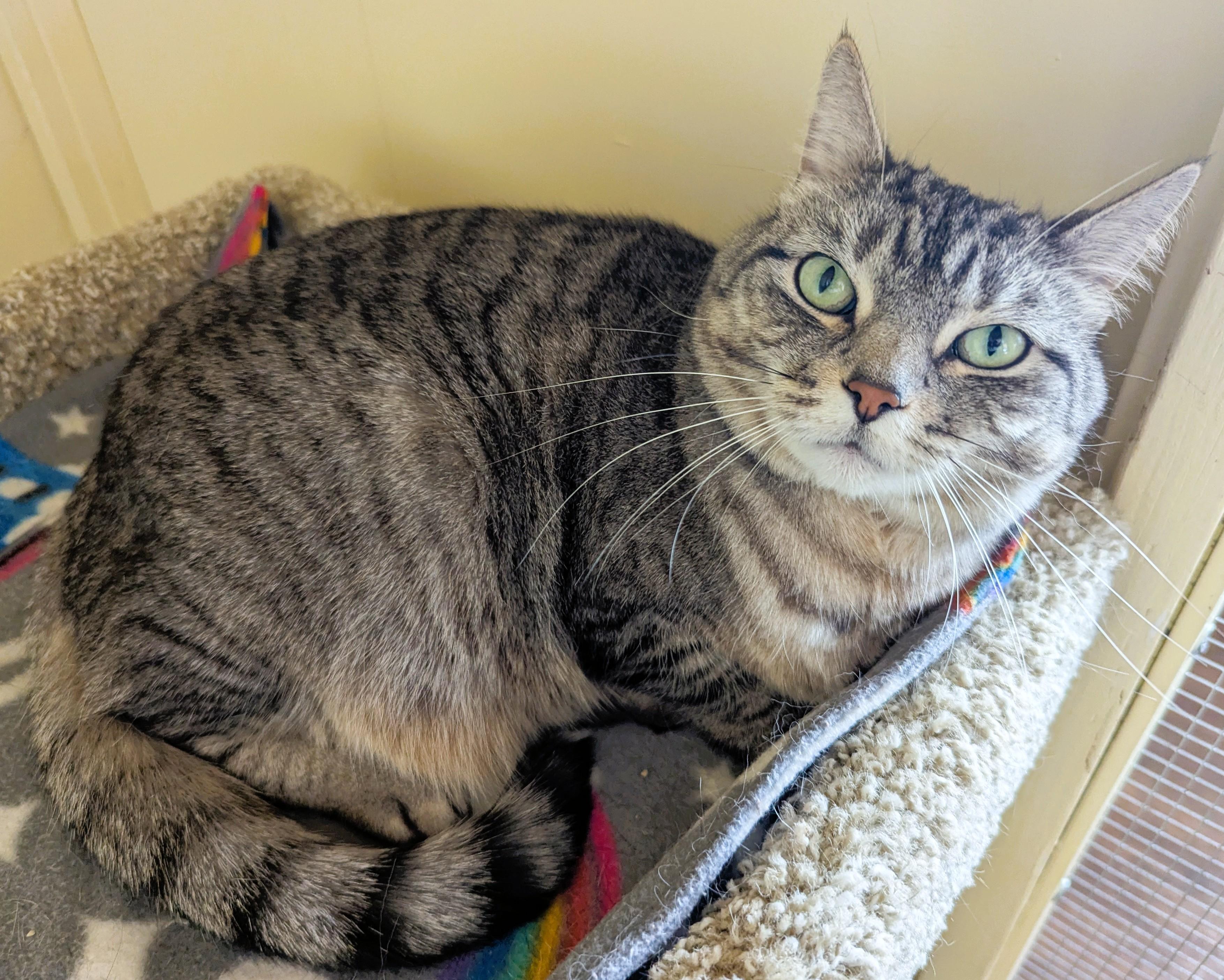 Enlarge MANNY & TIGA-Bonded Pair, a Adoptable Tabby in Prescott, AZ image 6/6