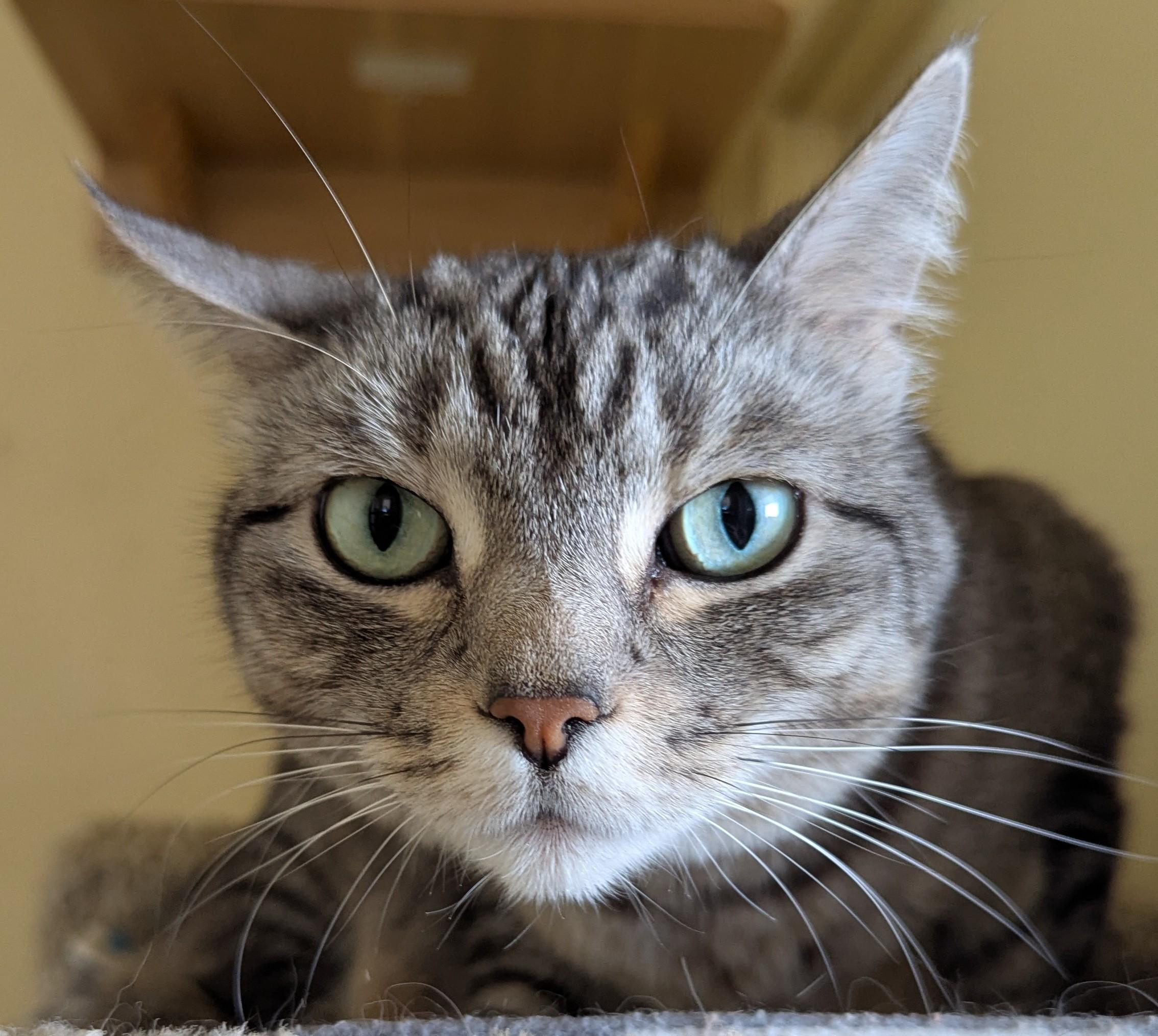 Enlarge MANNY & TIGA-Bonded Pair, a Adoptable Tabby in Prescott, AZ image 4/6