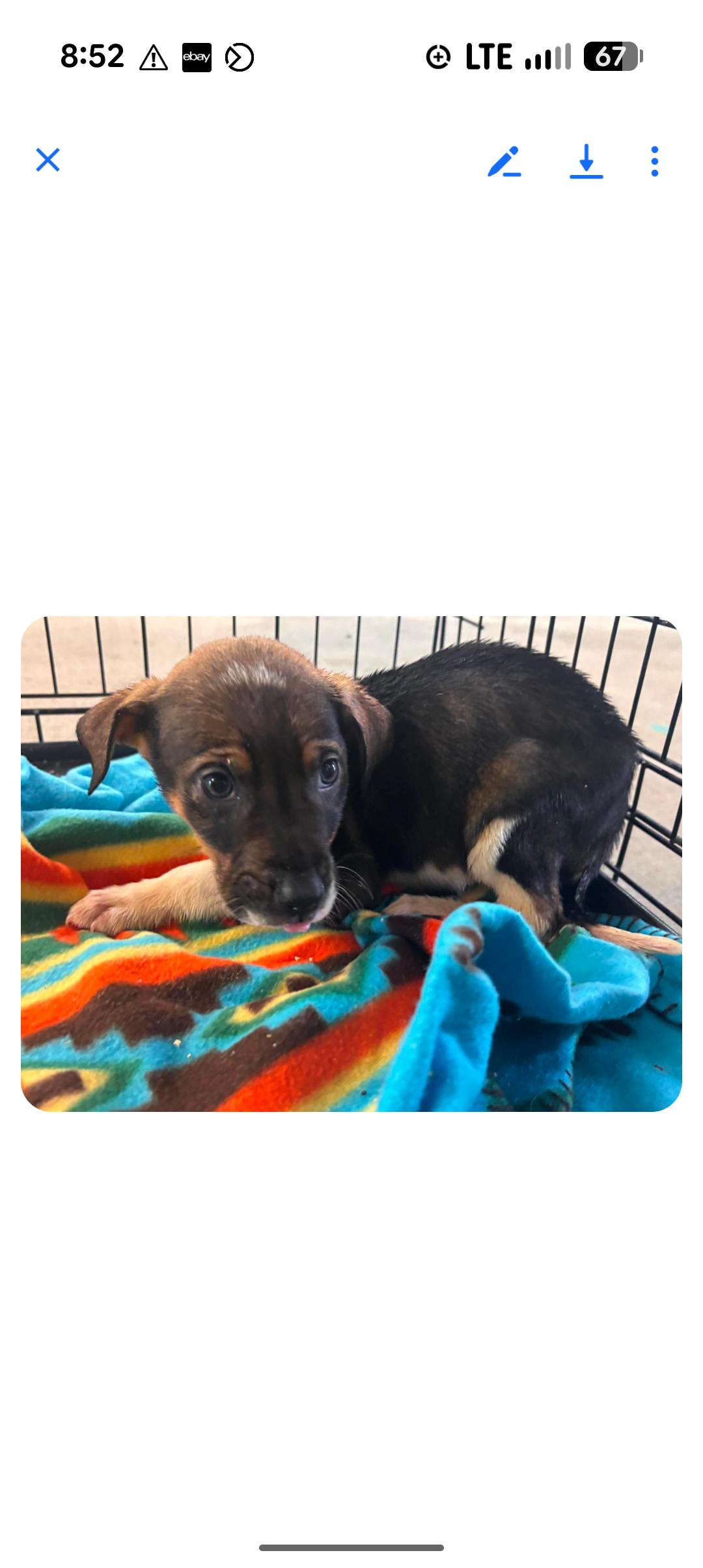 Enlarge DREW, a ADOPTABLE mixed breed in Browns Mills, NJ image 2/2