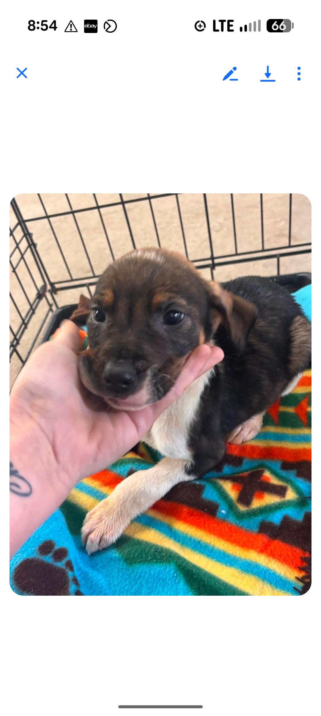 DREW, ADOPTABLE, Puppy Male Beagle.