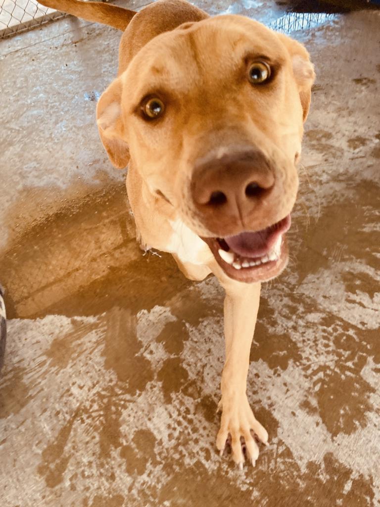 Enlarge Jasper, a Adoptable mixed breed in Big Spring, TX image 1/4