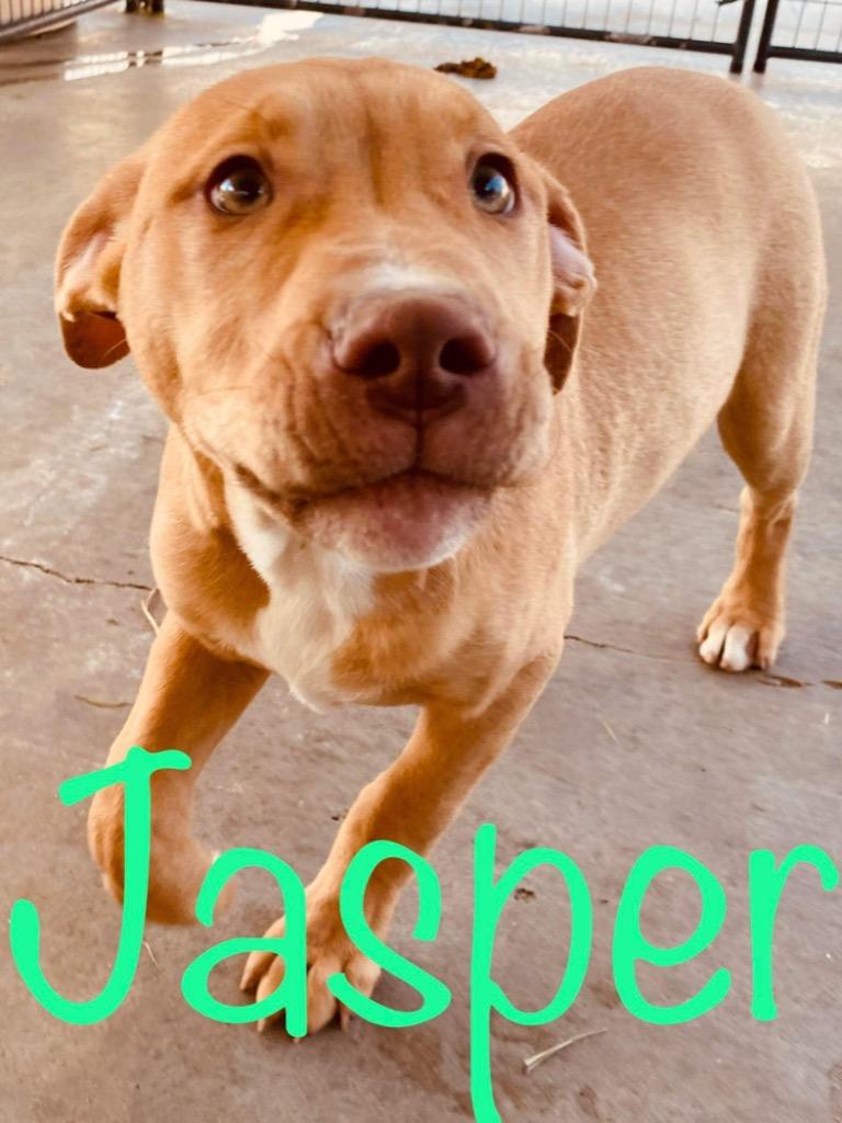 Enlarge Jasper, a Adoptable mixed breed in Big Spring, TX image 2/4