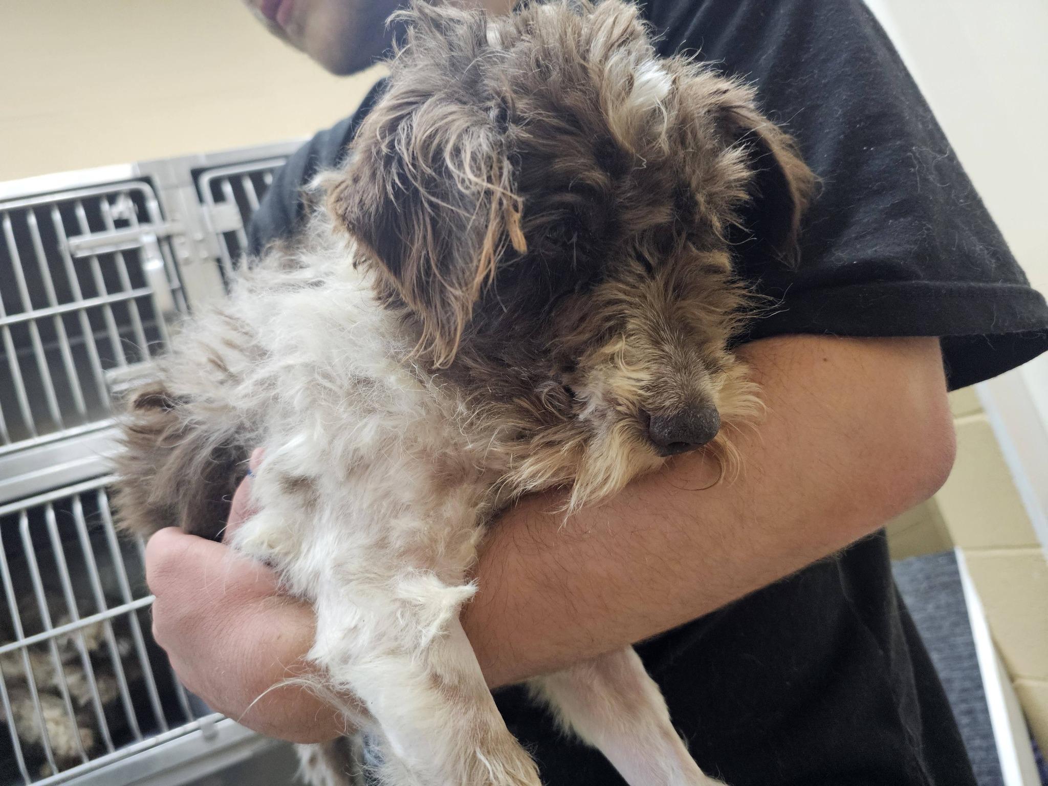 Enlarge Lucky, an adopted mixed breed in Fort Payne, AL image 3/5