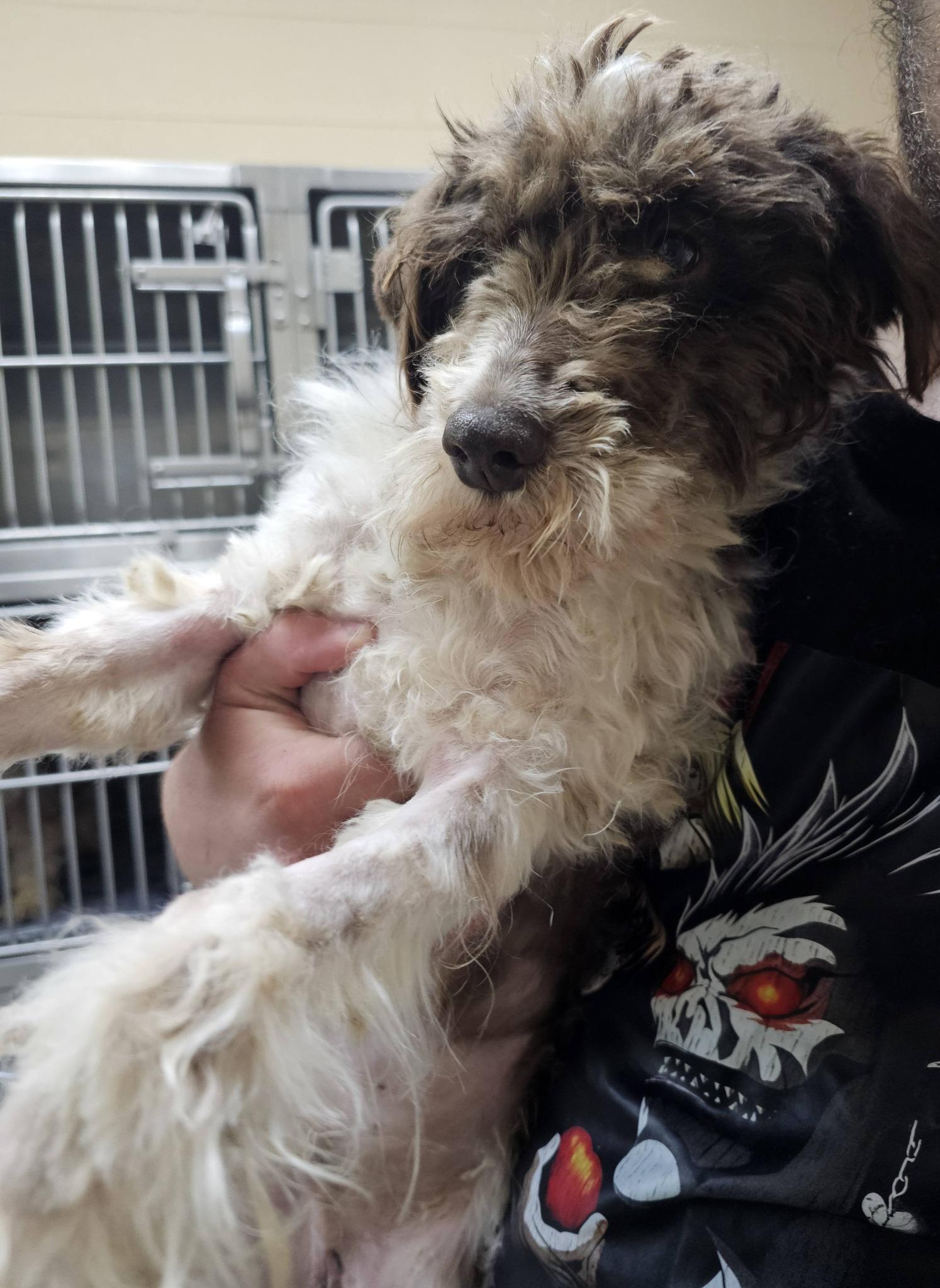 Enlarge Lucky, an adopted mixed breed in Fort Payne, AL image 5/5