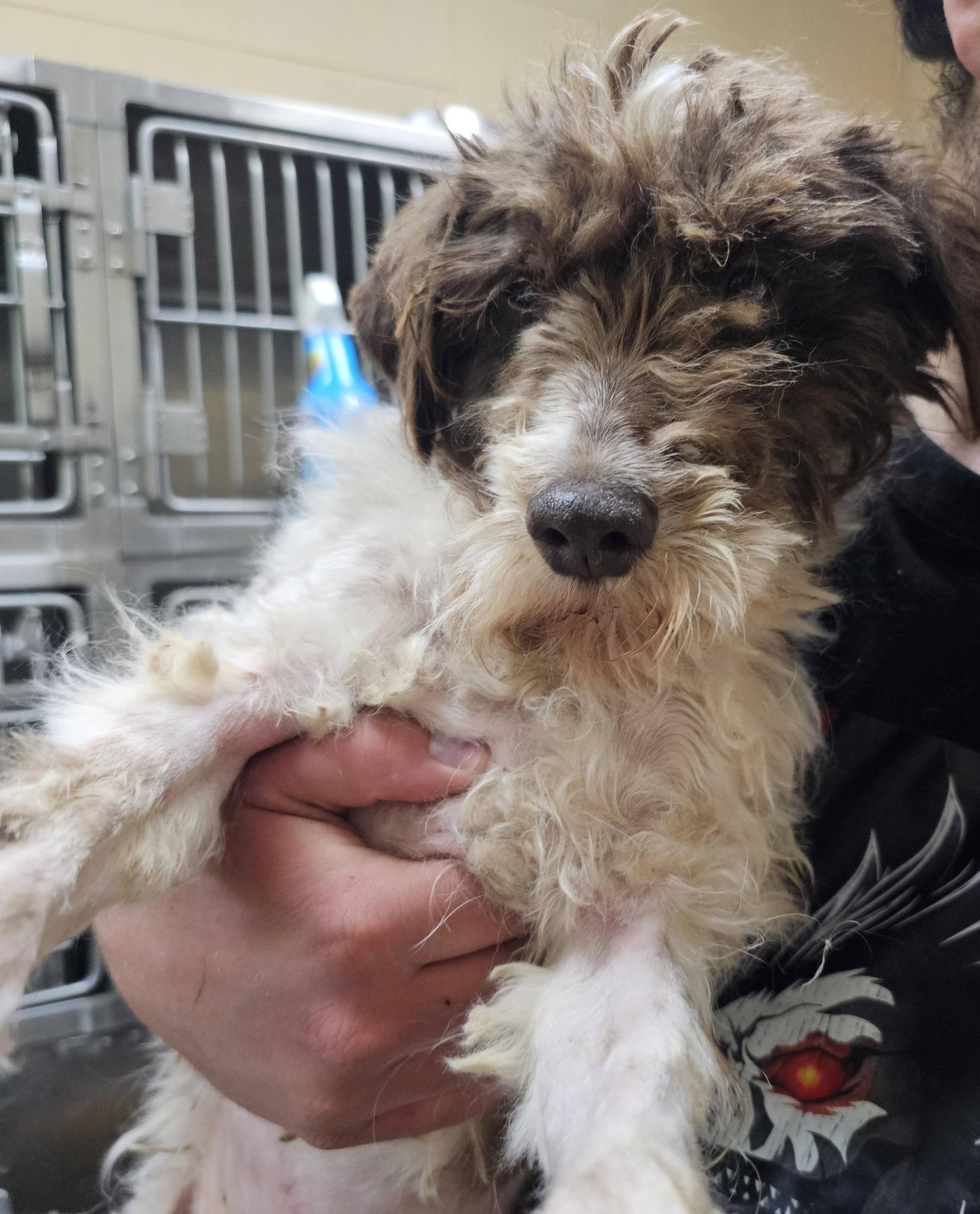 Enlarge Lucky, an adopted mixed breed in Fort Payne, AL image 4/5