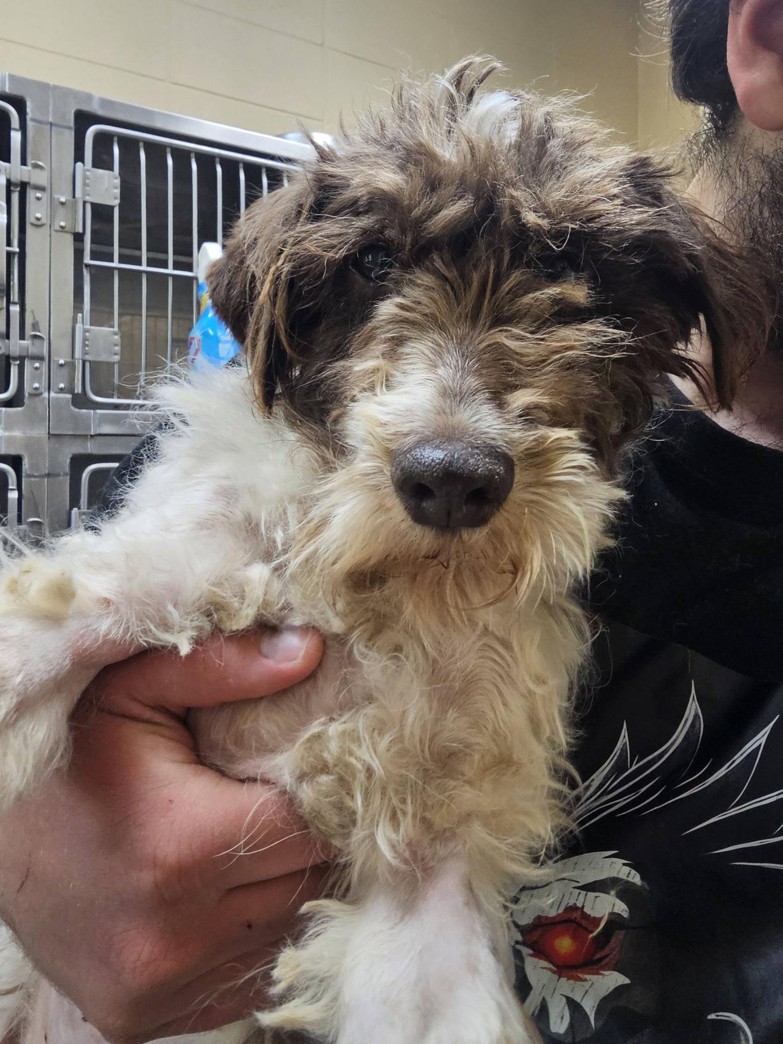 Enlarge Lucky, an adopted mixed breed in Fort Payne, AL image 2/5