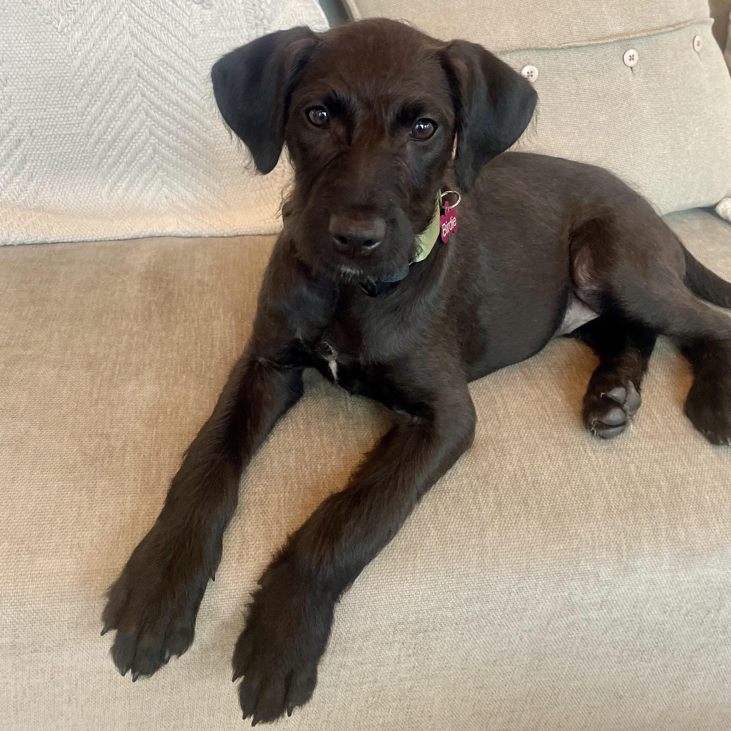 Birdie , ADOPTABLE, Young Female Schnauzer & Terrier.