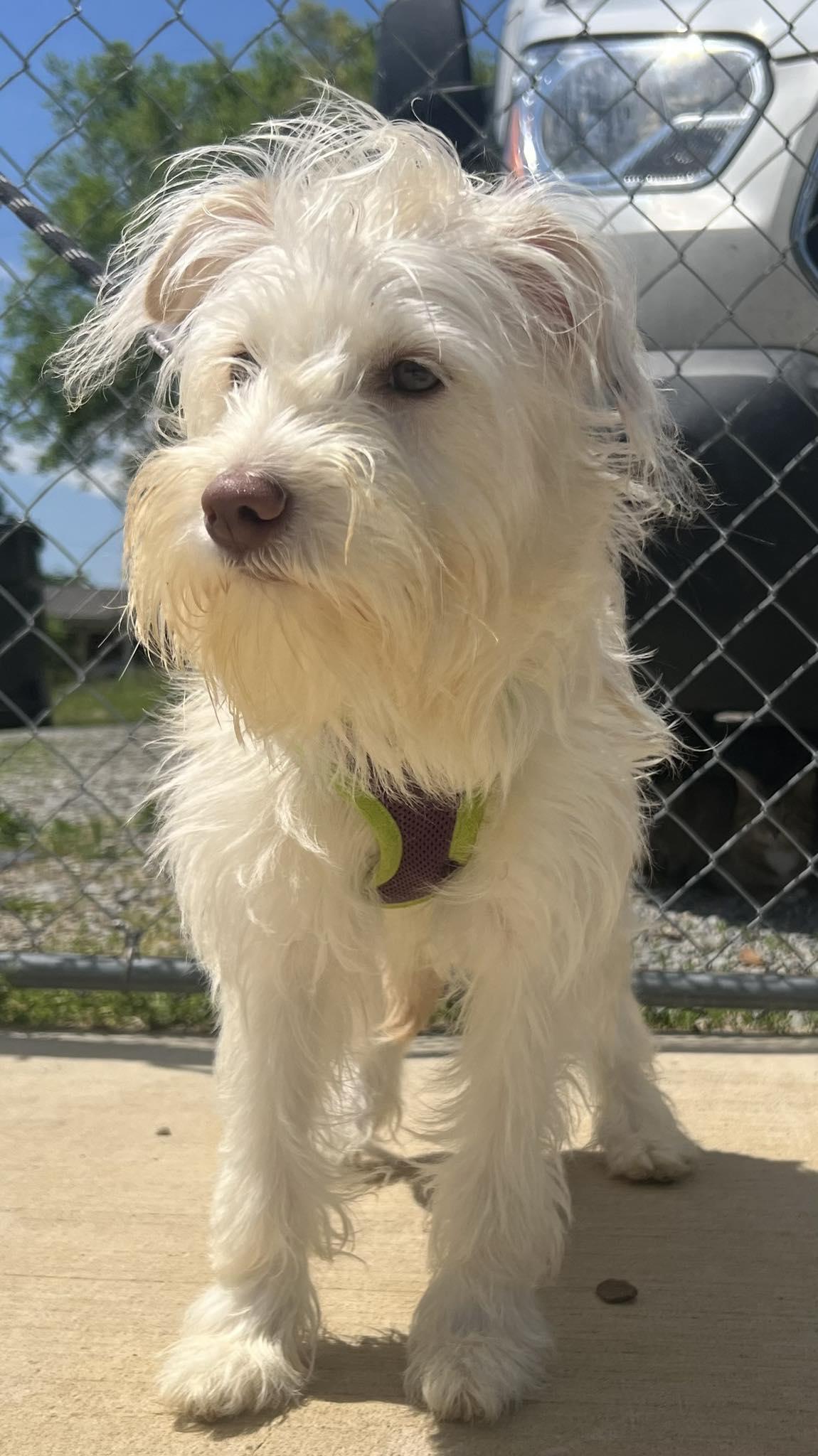 Chloe, Adoptable, Puppy Female Terrier.