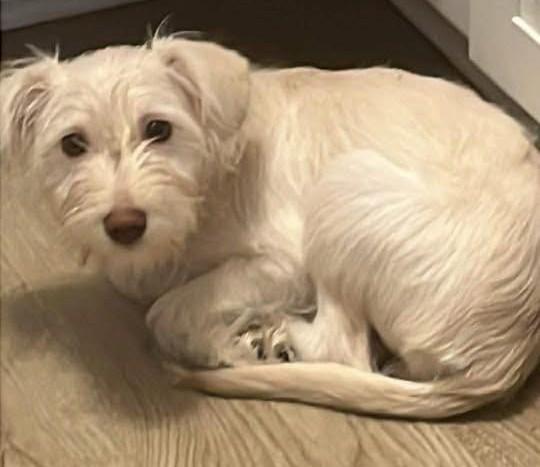Enlarge Chloe, a Adoptable mixed breed in Middletown, NJ image 2/3