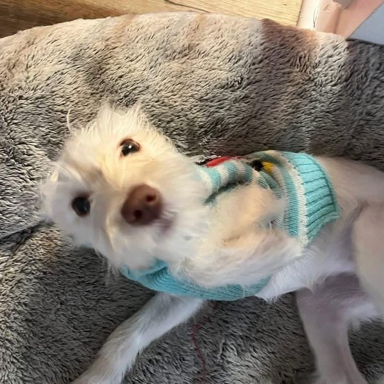 Enlarge Chloe, a Adoptable mixed breed in Middletown, NJ image 3/3