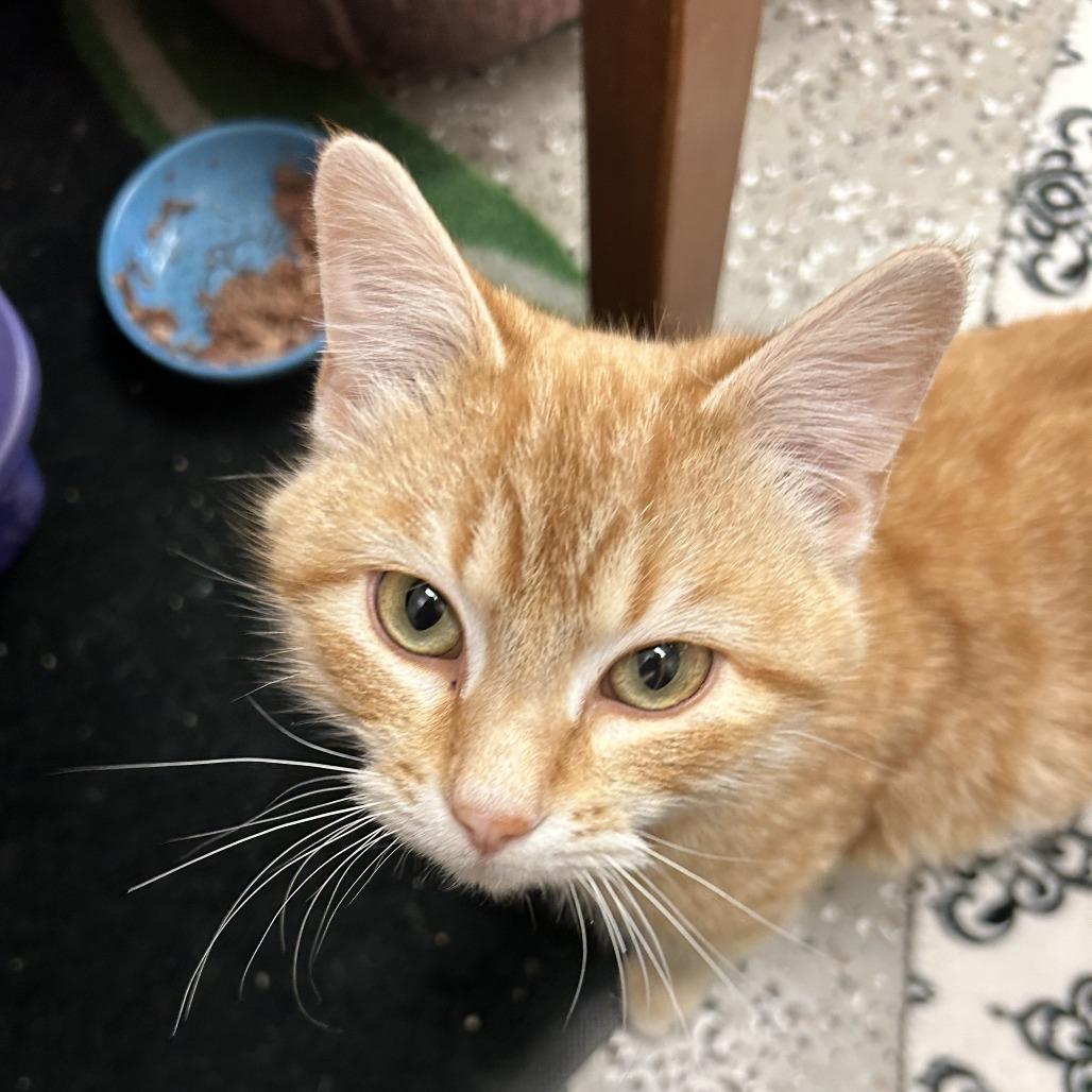 Kringle, Adoptable, Young Male Domestic Short Hair.