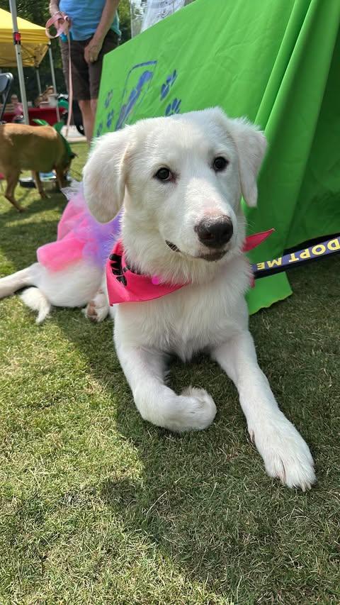 Enlarge Rumi , an adoptable Great Pyrenees in Charlotte, NC image 4/6