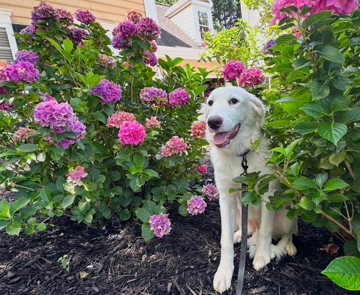 Enlarge Rumi , an adoptable Great Pyrenees in Charlotte, NC image 2/6