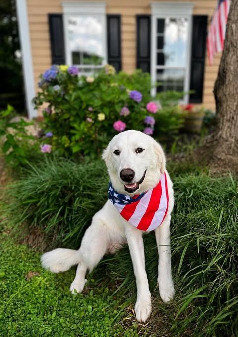 Rumi , adoptable, Puppy Female Great Pyrenees.