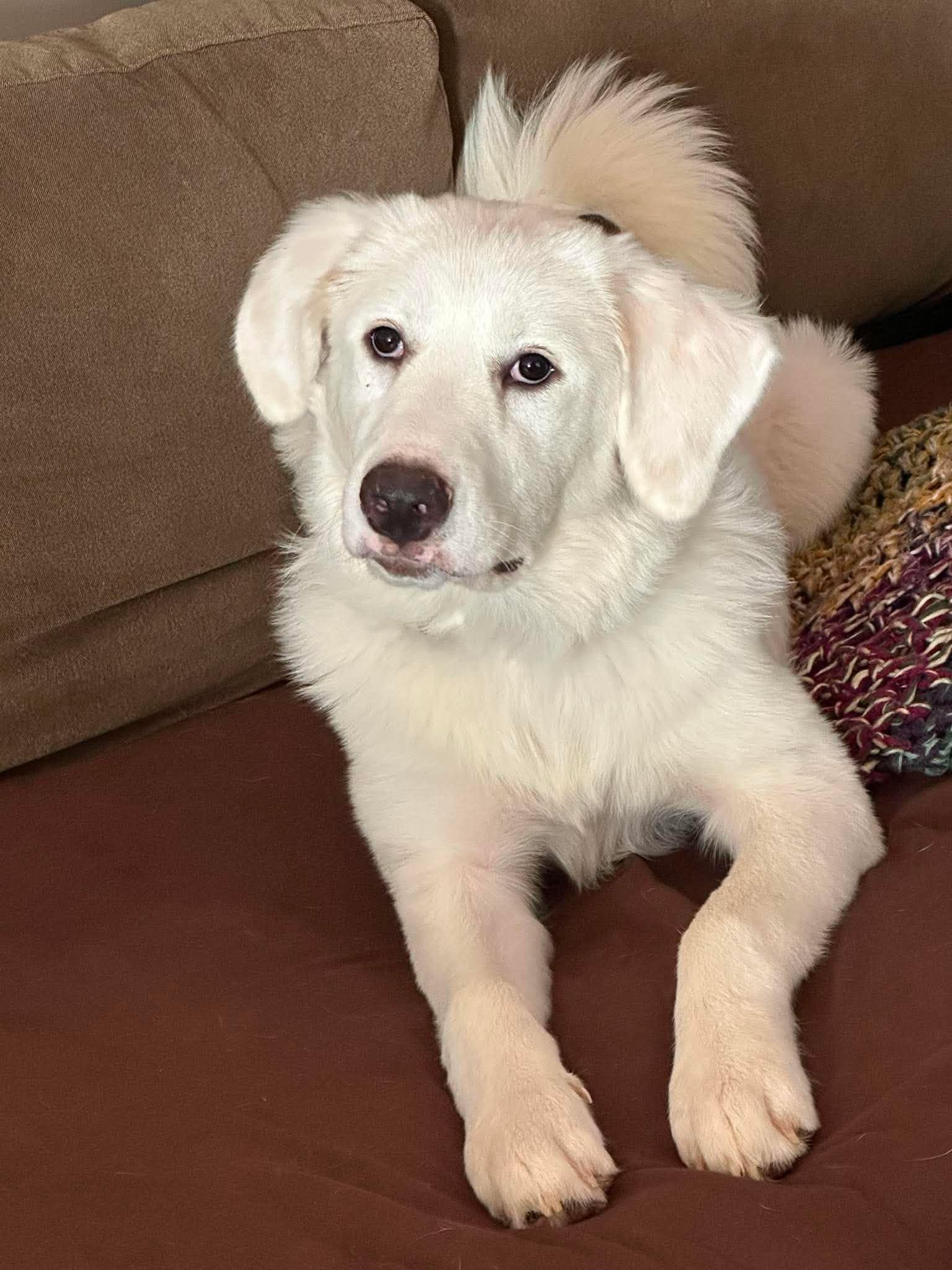 Enlarge Rumi , an adoptable Great Pyrenees in Charlotte, NC image 5/6