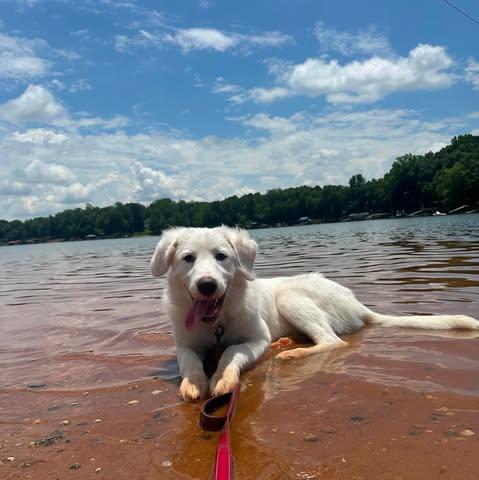 Enlarge Rumi , an adoptable Great Pyrenees in Charlotte, NC image 6/6