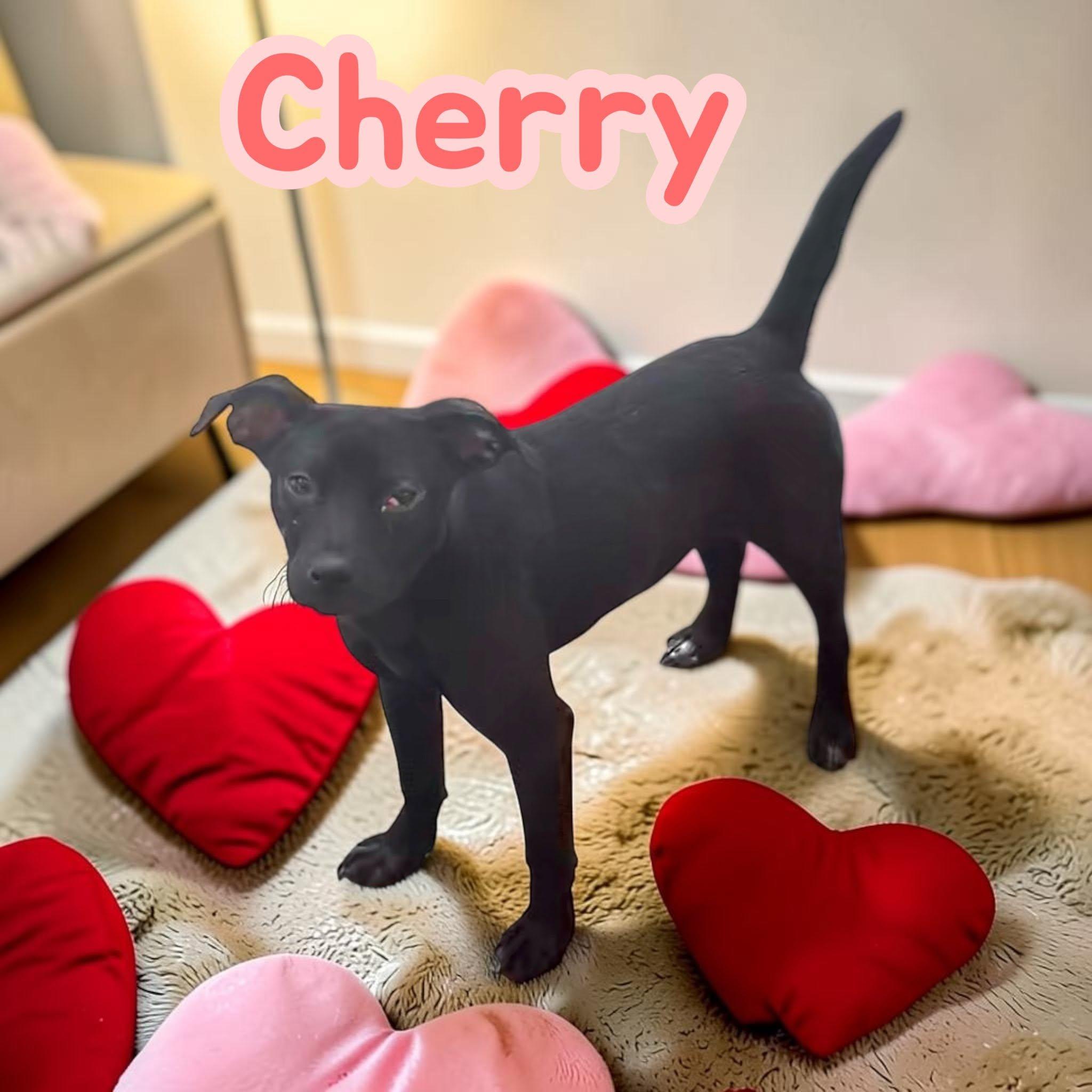 Enlarge Cherry, a Adoptable mixed breed in Greenwich, CT image 2/2
